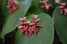 Pleurothallis marthae SM